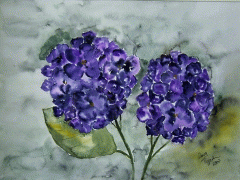 Hortensie (verkauft)